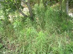080807-2.jpg
