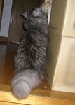 09.02.15cat02.jpg