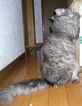 09.02.15cat03.jpg
