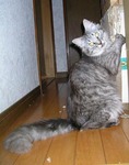 09.02.15cat04.jpg